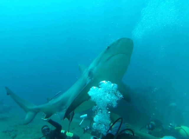 Buceo con tiburones en tulum